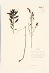 Fern-leaved False Foxglove; Pedicelled False Foxglove specimen