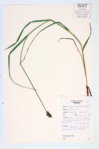 Blunt Broom Sedge; Awl-fruited Oval Sedge specimen