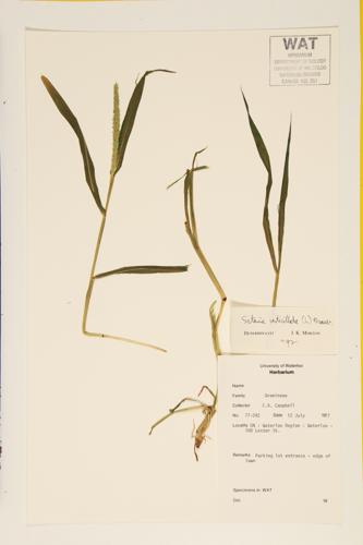 Bristly Foxtail; Whorled Foxtail specimen