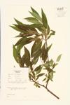 Black Willow; Swamp Willow specimen