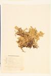 Sphagnum Moss specimen