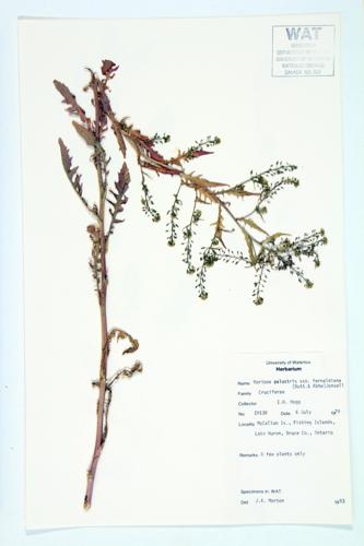 Marsh Yellow-cress specimen