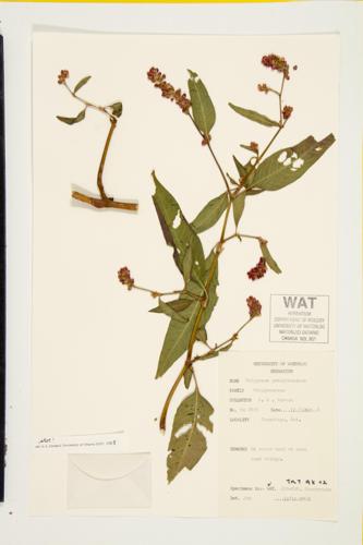 Pennsylvania Smartweed; Pink Knotweed specimen