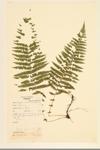 New York Fern specimen