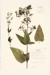 Carpenter's Square; Carpenter's Square Figwort  specimen