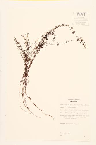 Labrador Marsh Bedstraw; Northern Bod Bedstraw specimen