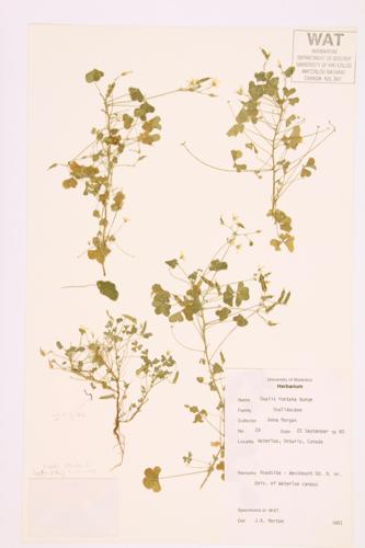 Creeping Wood-sorrel specimen