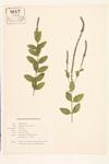 Vervain; Mullein-leaved Vervain; Hoary Vervain  specimen