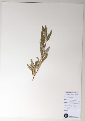 Jame's Willow specimen