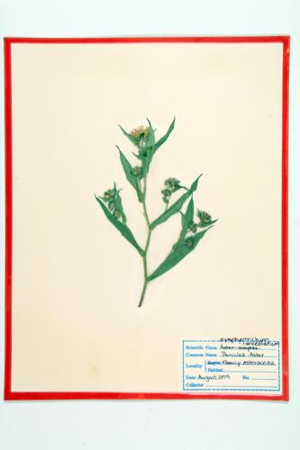 White Panicle Aster specimen