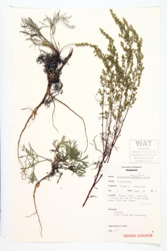 Field Sagewort specimen