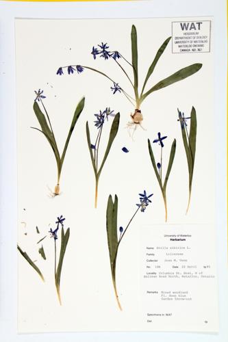 Squill; Bluets; Siberian squill specimen