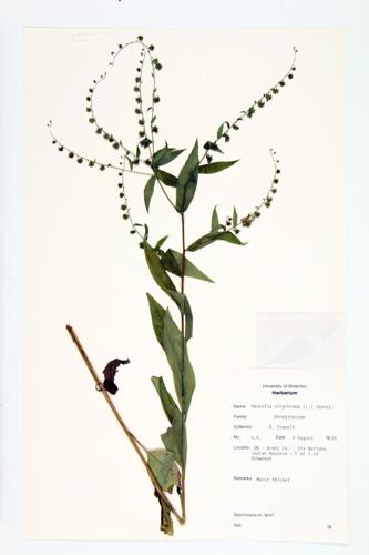 Virginia stickweed specimen