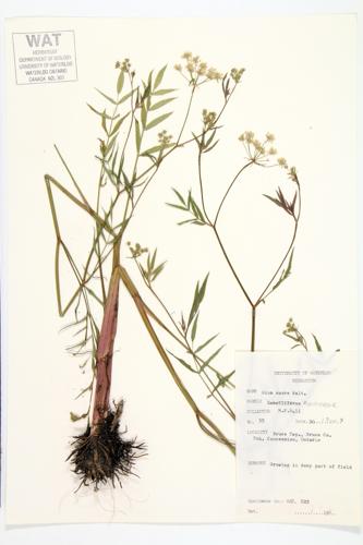 Hemlock Water-parsnip; Fragrant Water-parsnip specimen