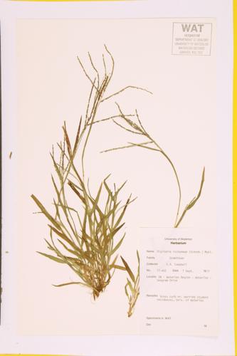 Smooth Crabgrass specimen