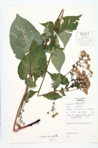 Large-leaved Aster specimen