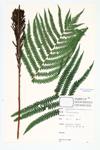 Ostrich Fern specimen