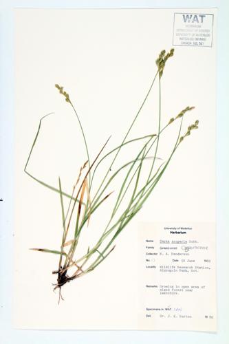 Pointed Broom Sedge; Broom Sedge  specimen