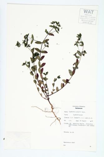 Nodding Spurge specimen