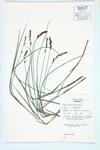 Prairie Sedge; Fen Panicled Sedge specimen