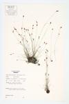 Needle Beaksedge; Capillary Beaked-rush specimen