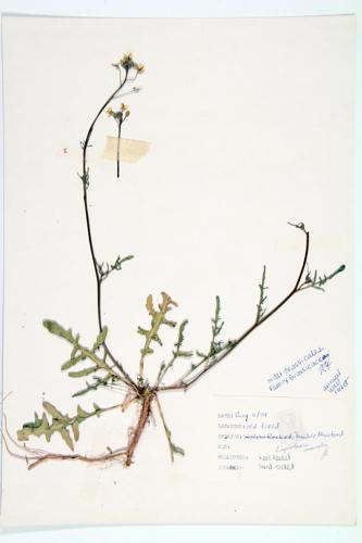 Wall-rocket; Sand-rocket specimen