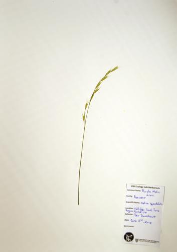 Purple melic grass specimen