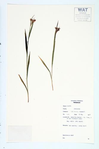 Wood Rush specimen