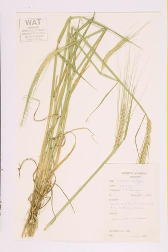 Common Barley; Spring Barley specimen