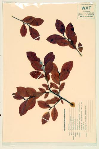 Highbush Blueberry; Tall Blueberry specimen