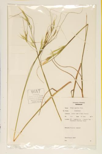 Porcupine Grass specimen