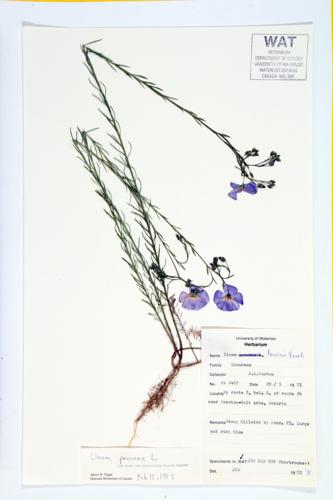 Blue Flax specimen