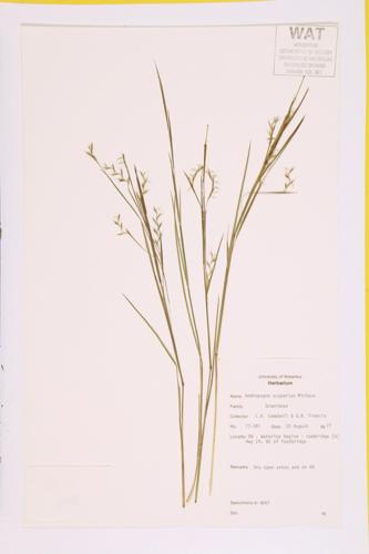 Little Bluestem; Prairie Beard Grass specimen