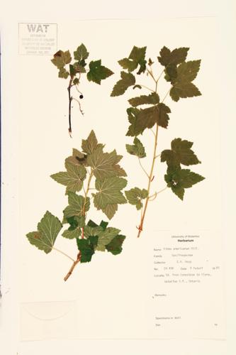 American Black Currant; Wild Black Currant  specimen