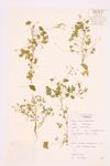 Creeping Wood-sorrel specimen