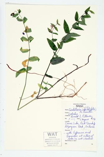 Marsh Skullcap; Hooded Skullcap specimen