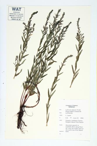 Winged Loosestrife specimen