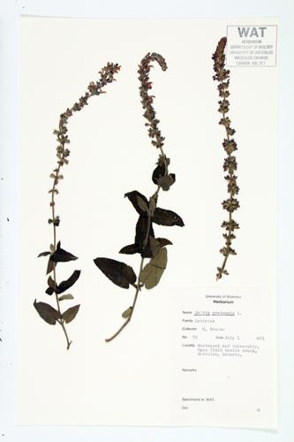 Meadow Sage; Introduced Sage specimen