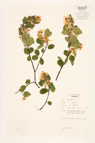 Serviceberry specimen