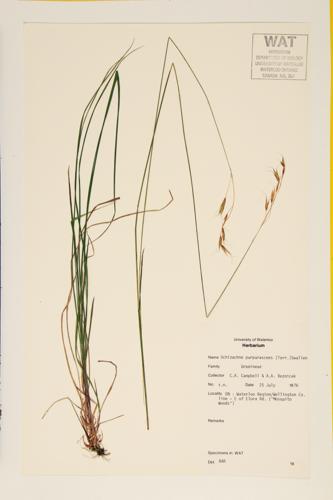 False Melic Grass; Purple Oat Grass specimen