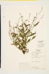 Dotted Smartweed; Water Smartweed specimen