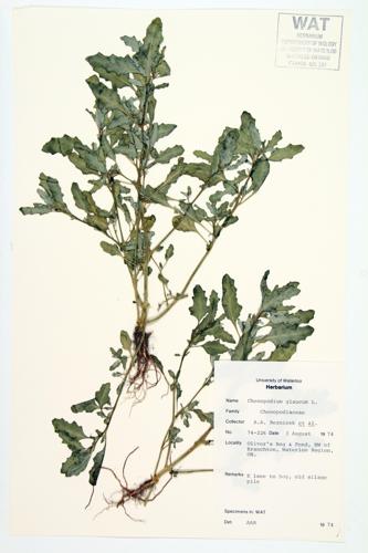 Oak-leavedf Goosefoot specimen