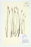 White Blue-eyed Grass specimen