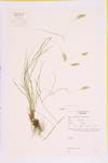 Arctic Sweetgrass; Sweet Vernal Grass specimen