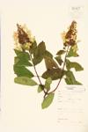 Paniculate Hydrangea specimen