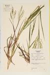 Fall Panicgrass specimen