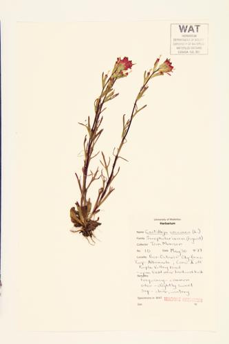 Scarlet Painted-cup; Indian Paintbrush specimen