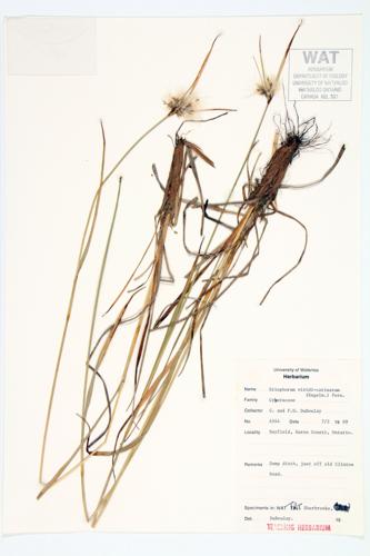 Thin-Leaved Cottonsedge; Moss Crop; Thin-leaved Cotton-grass; Green Cottongrass specimen