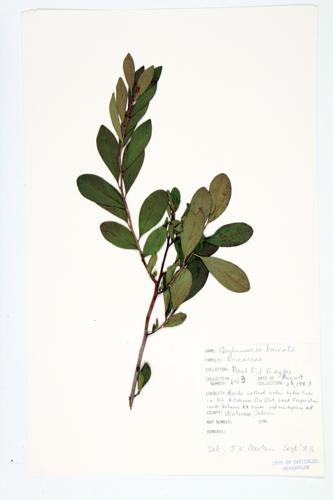 Black Huckleberry specimen