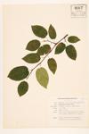 Wiegand's Serviceberry; Wiegand's Juneberry  specimen